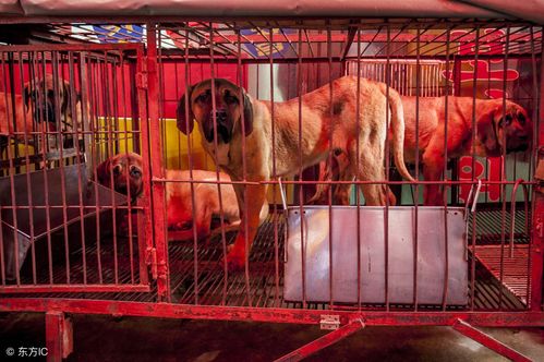 这是韩国釜山古坡牲畜市场的狗狗.(图片来自东方ic)