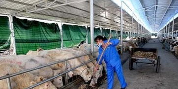 辽宁28家养殖场列入国家级畜禽养殖标准化示范场