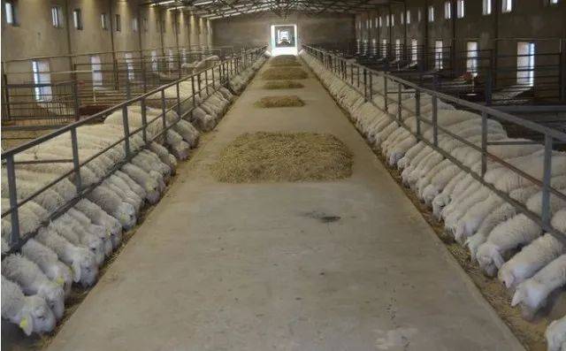 【产业治沙+生态治沙】中天羊业在民勤绿洲的八年实践